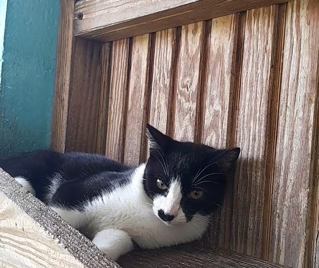 Trixie — available for adoption at TTSPCA Tobago
